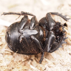 Scarabaeus laticollis