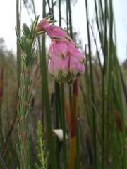 Erica glauca elegans