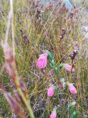 Erica glauca elegans