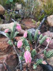 Erica glauca elegans