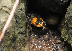 Melanophryniscus rubriventris