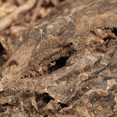 Dermestes