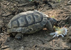 Chelonoidis chilensis
