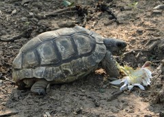 Chelonoidis chilensis