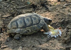 Chelonoidis chilensis