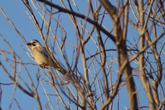 Garrulus glandarius atricapillus
