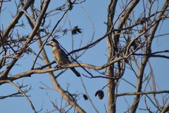 Garrulus glandarius atricapillus