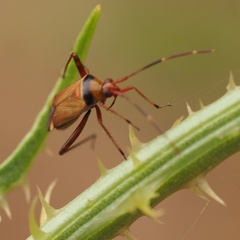 Adelphocoris vandalicus