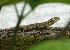 Stenocercus crassicaudatus