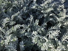 Astragalus miguelensis