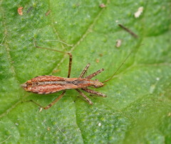 Nabis biformis
