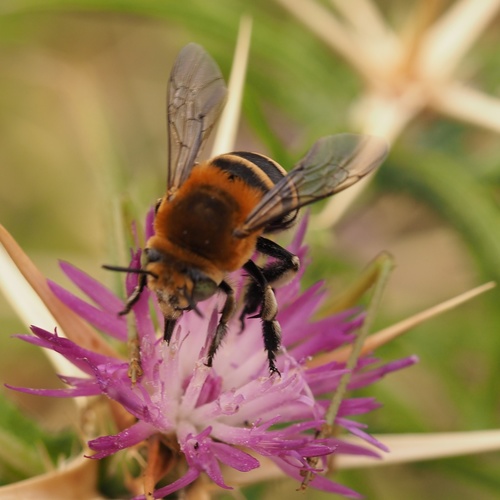 Four-striped Digger Bee