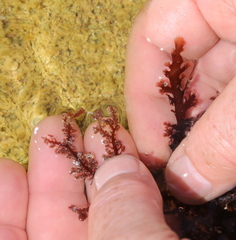 Aristoptilon mooreanum
