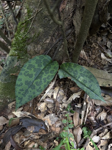 Cryptostylis taiwaniana iNat (1)