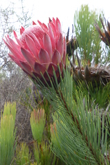 Protea aristata