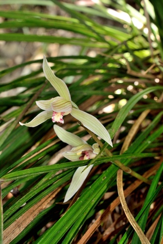 Cymbidium tortisepalum