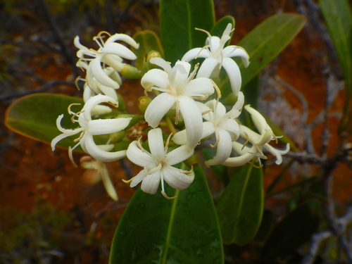 Coelospermum crassifolium observed 2025-12-18