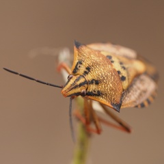 Carpocoris mediterraneus