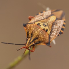Carpocoris mediterraneus
