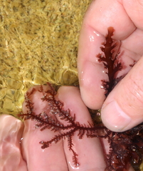 Aristoptilon mooreanum