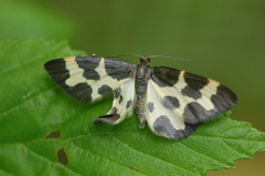Lomaspilis opis nigrita
