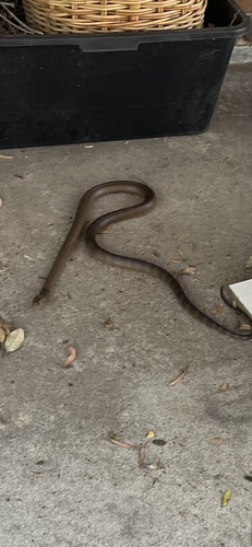 Eastern Brown Snake sighting