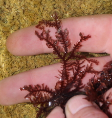 Aristoptilon mooreanum