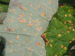 Puccinia poarum