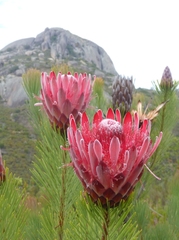 Protea aristata