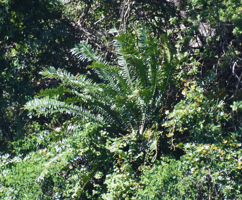 Natal Giant Cycad (Encephalartos natalensis)
