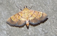 Orphanostigma haemorrhoidalis