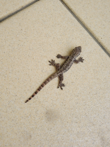 Flat-tailed House Gecko