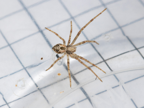 Sand Running Spider, Илийский район, Казахстан, photo 8 of 10