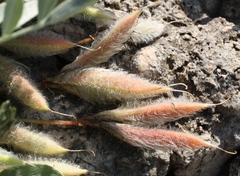 Astragalus permiensis