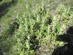 Phlomis purpurea