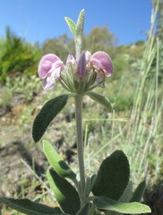 Phlomis purpurea
