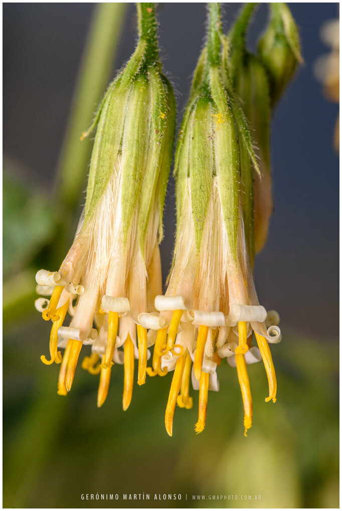 Trixis grisebachii