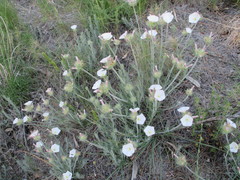 Convolvulus lanuginosus