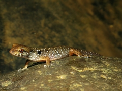 Tropidophorus beccarii