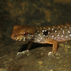 Tropidophorus beccarii