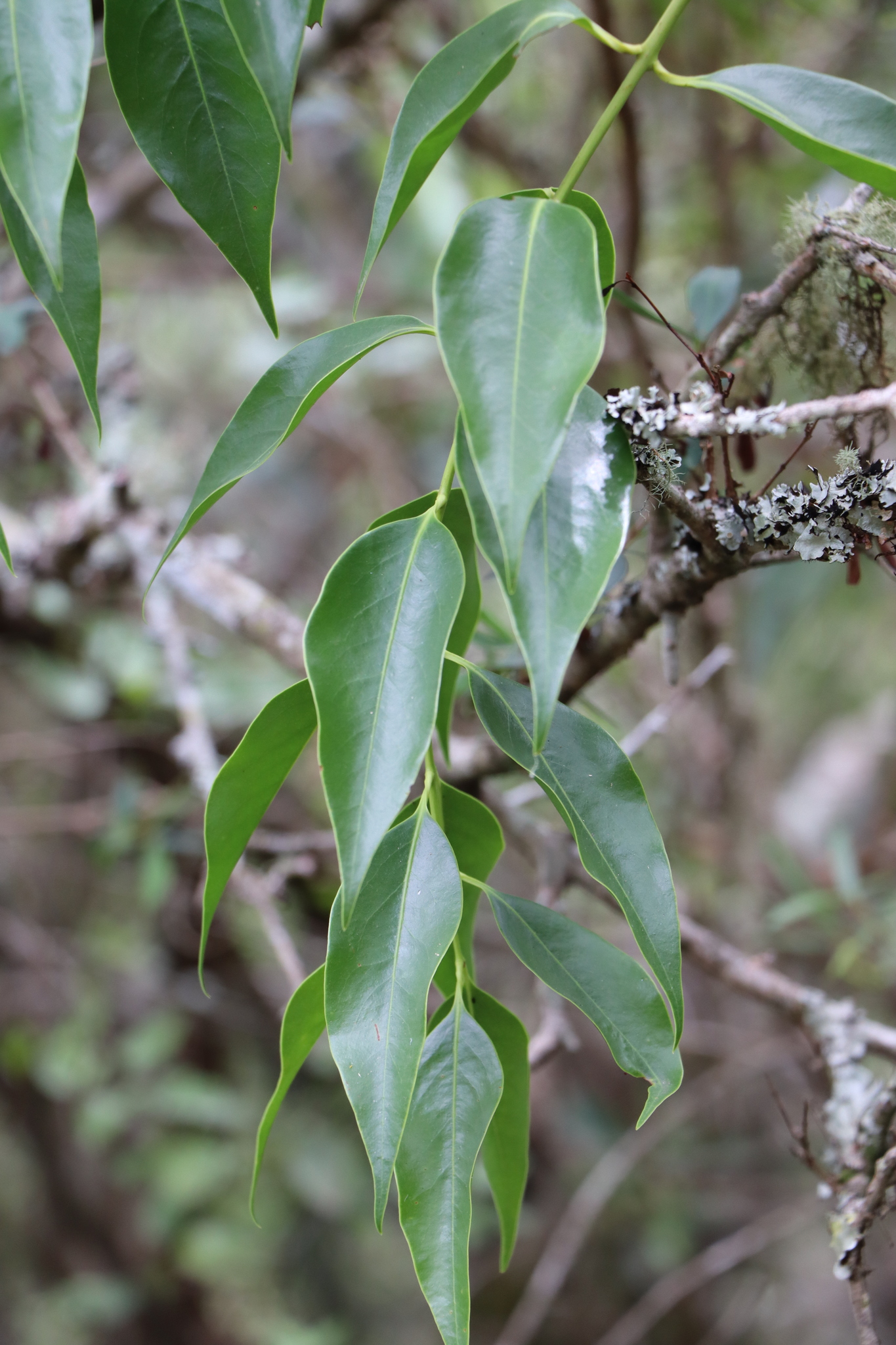 Yerba del Pajarito (Tripodanthus acutifolius) · iNaturalist Ecuador