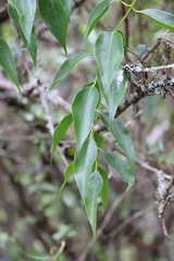 Tripodanthus acutifolius