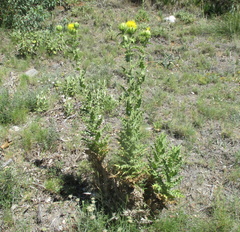 Carthamus arborescens