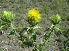 Carthamus arborescens