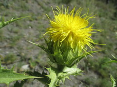 Carthamus arborescens