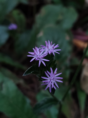 Prickly-leaved elephant's foot (Elephantopus scaber)