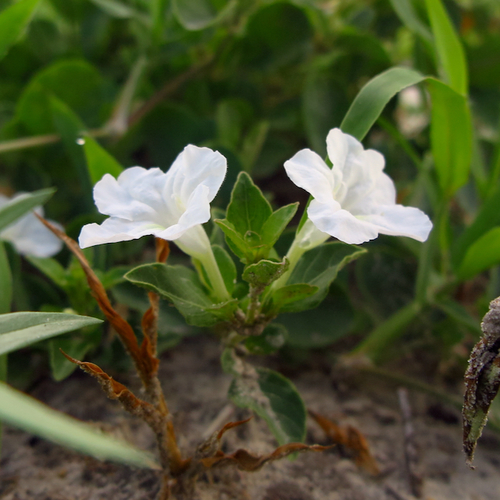 Ruellia patula image