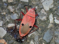 Probergrothius nigricornis