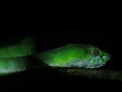 Trimeresurus sumatranus