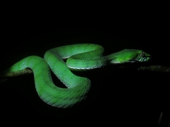 Trimeresurus sumatranus